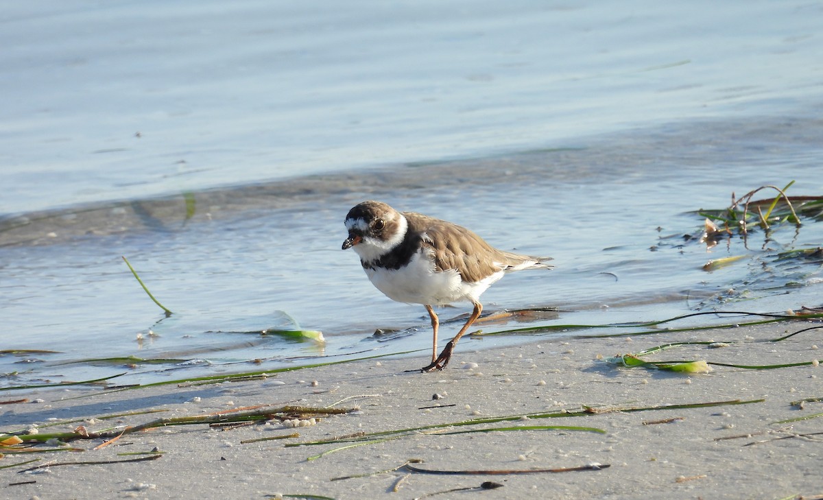 Semipalmated Plover - ML617918657