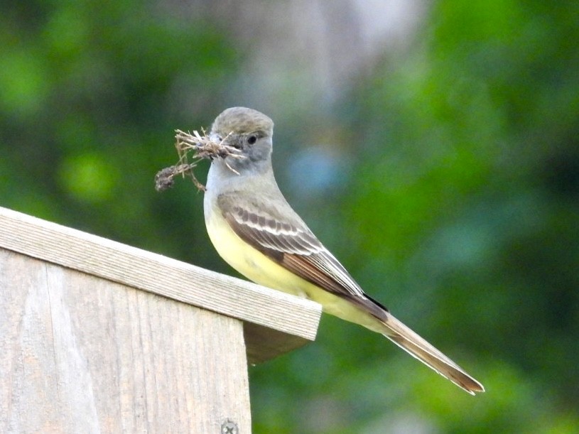 Great Crested Flycatcher - ML617918705