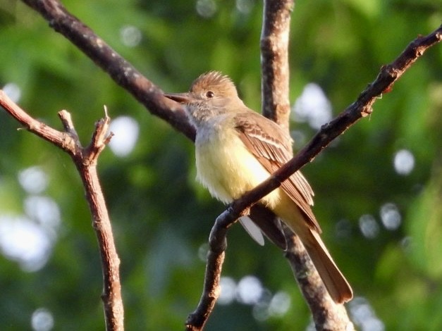 Great Crested Flycatcher - ML617918708