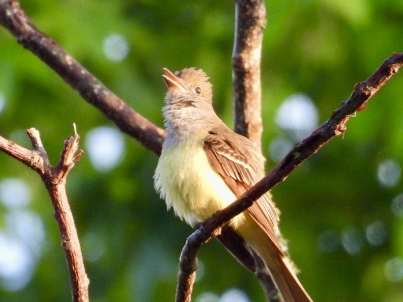 Great Crested Flycatcher - ML617918712