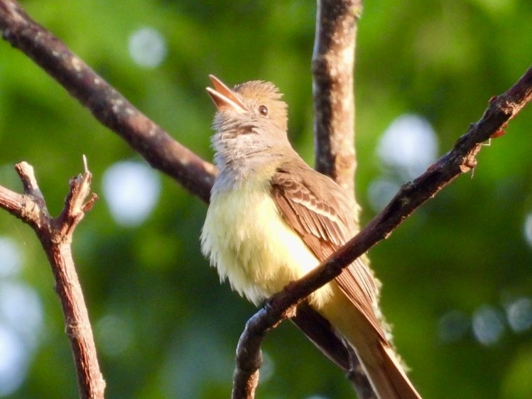 Great Crested Flycatcher - ML617918715