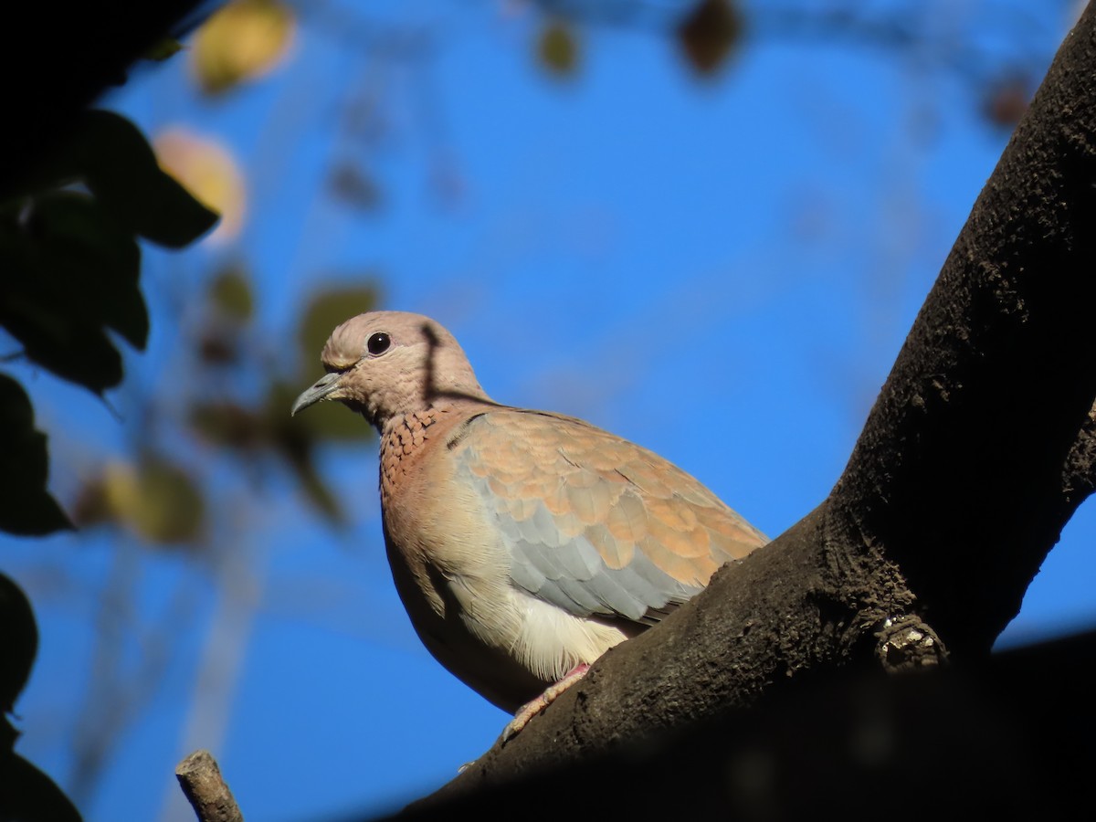 Laughing Dove - ML617918717