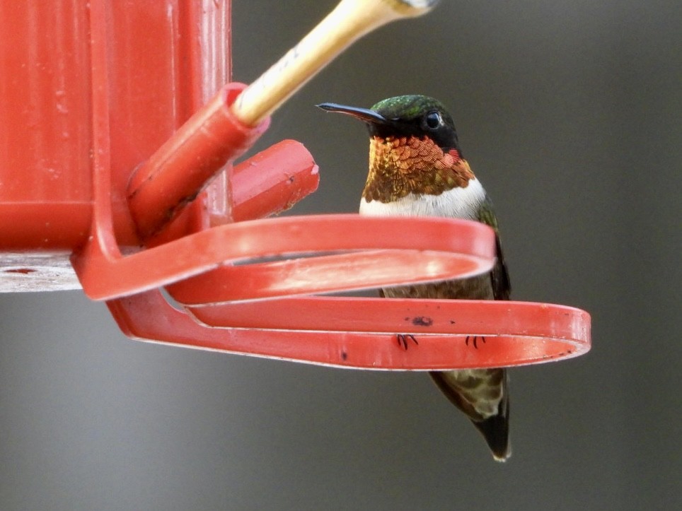 Ruby-throated Hummingbird - ML617918732