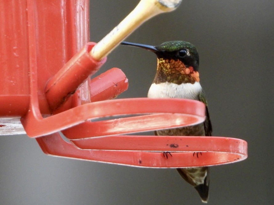 Ruby-throated Hummingbird - ML617918733