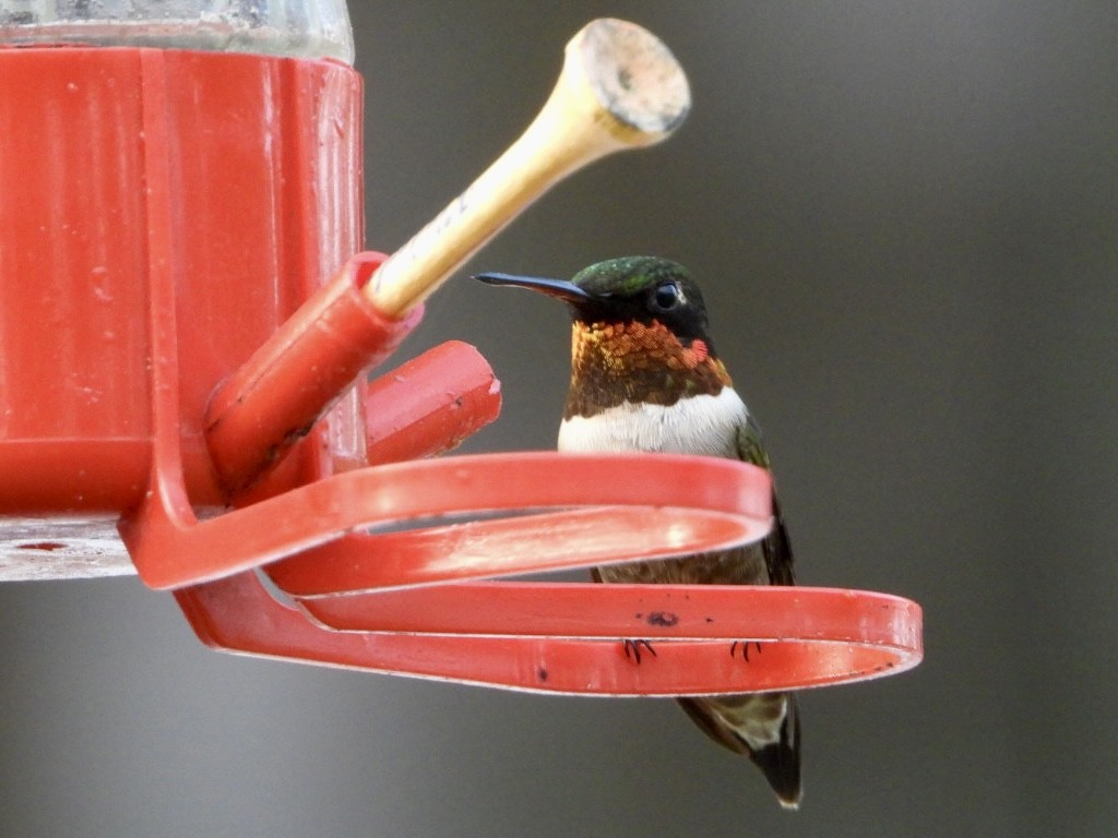 Ruby-throated Hummingbird - ML617918734