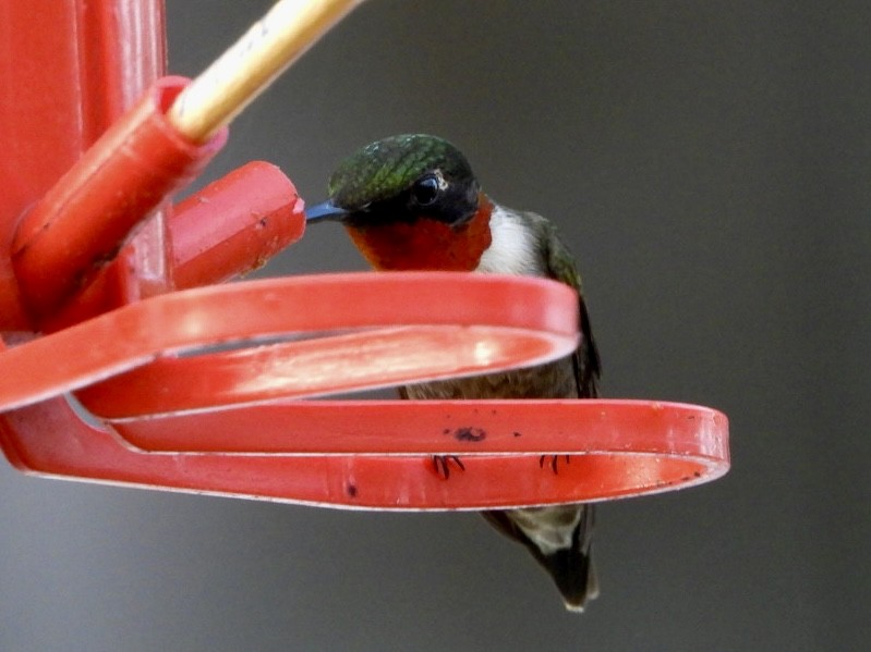 Ruby-throated Hummingbird - ML617918735
