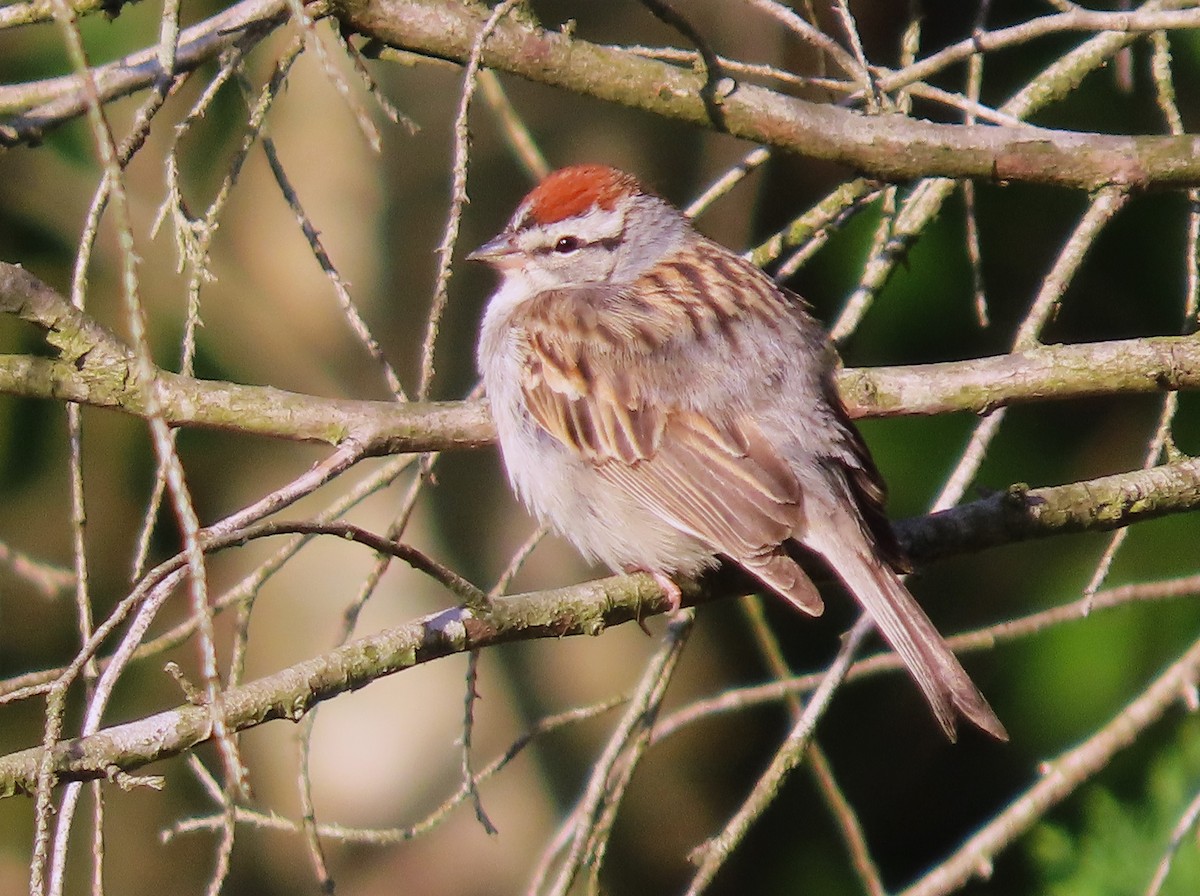 Chipping Sparrow - ML617918793