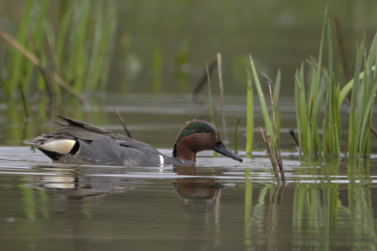 Green-winged Teal - ML617918795
