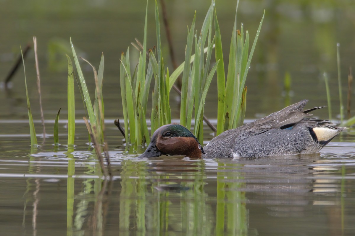 Green-winged Teal - ML617918796