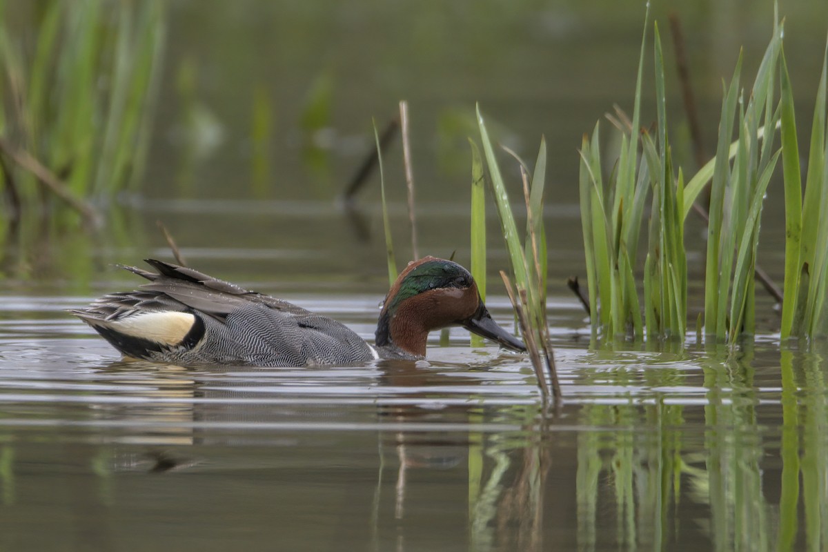 Green-winged Teal - ML617918797