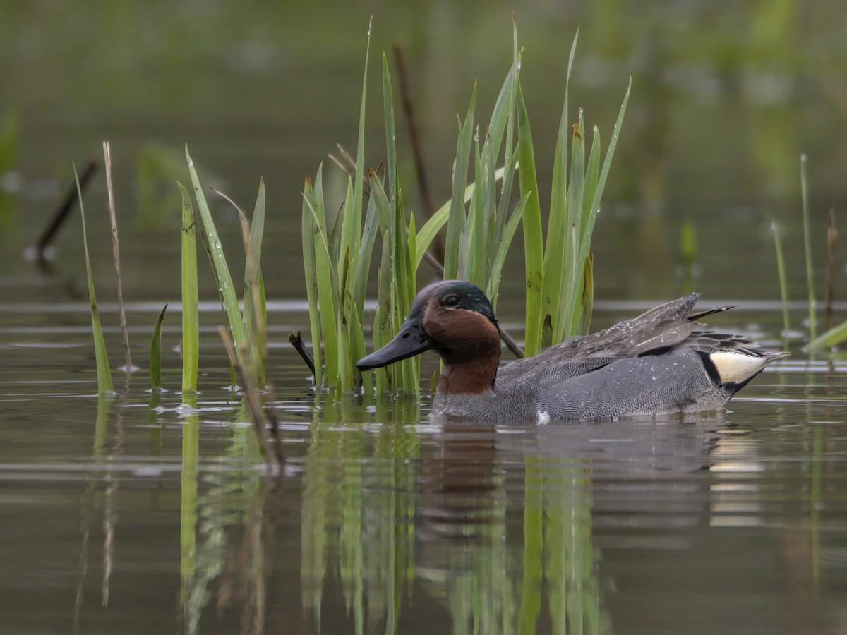 Green-winged Teal - ML617918798