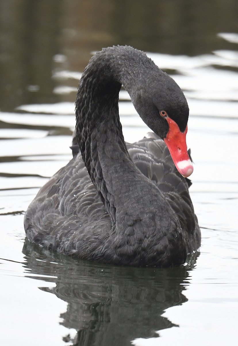 Black Swan - ML617918813