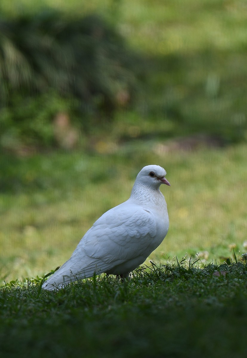 Rock Pigeon (Feral Pigeon) - ML617918844