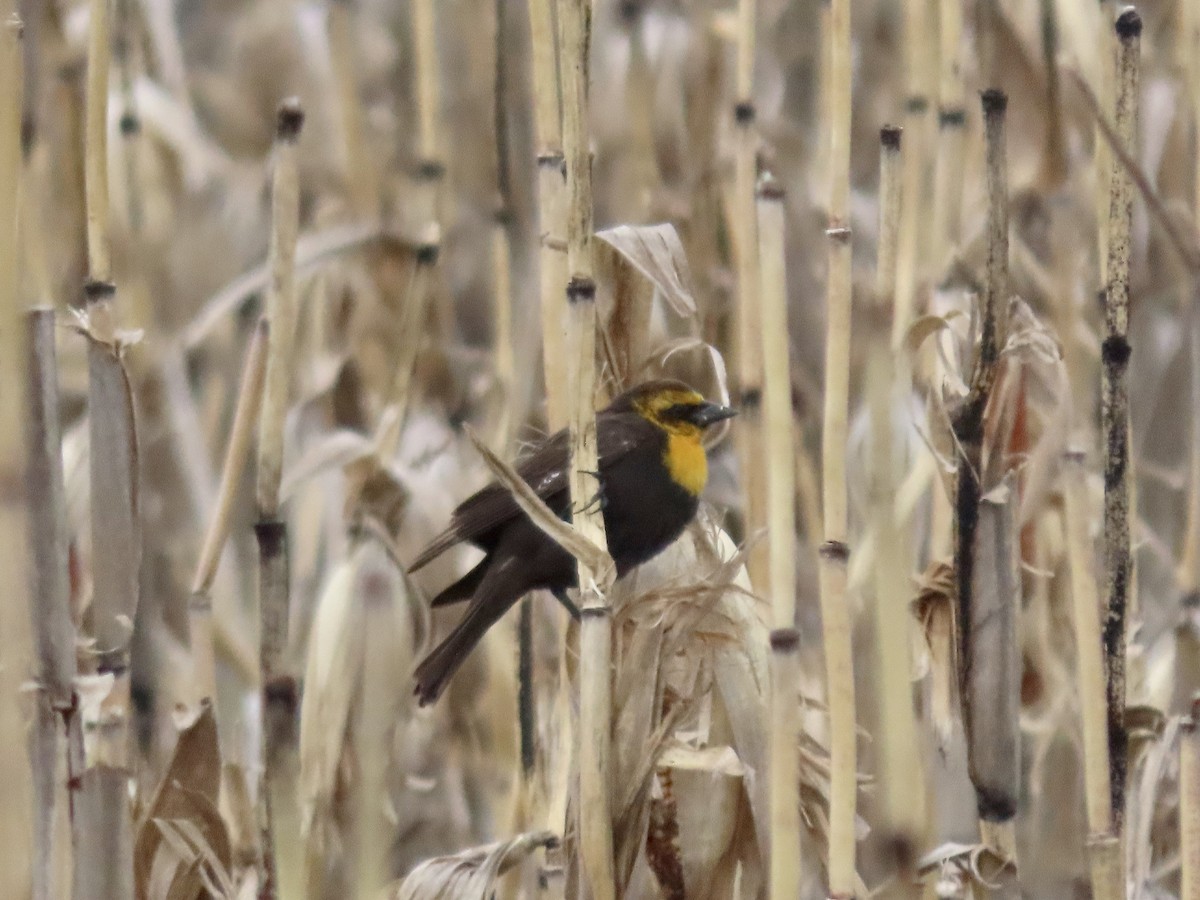 Yellow-headed Blackbird - Alan  Troyer
