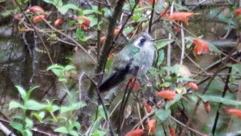 White-eared Hummingbird - ML617918890