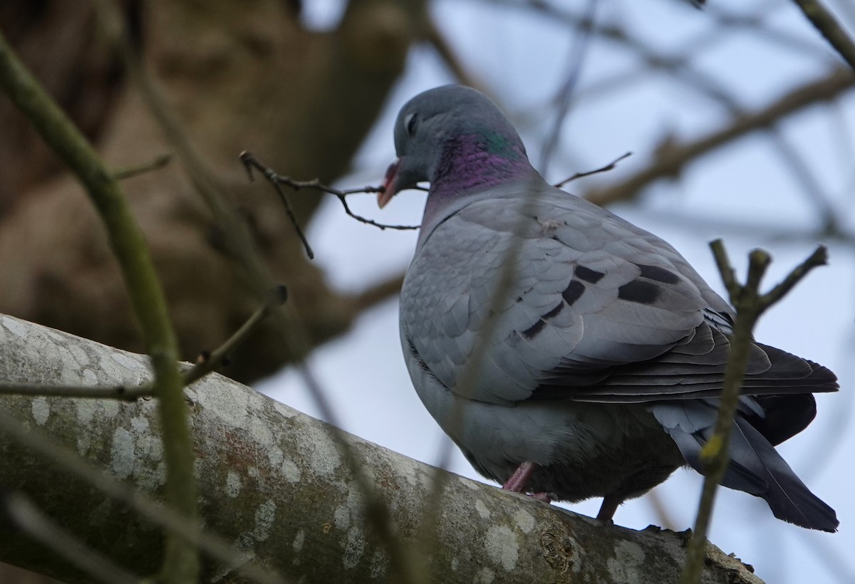 Stock Dove - Duncan Evered