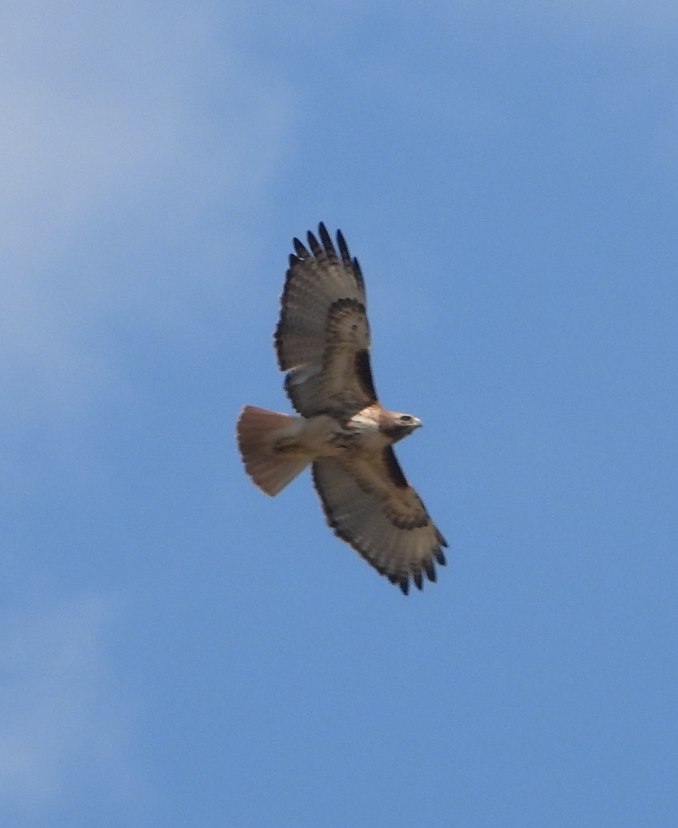 Red-tailed Hawk - ML617918937