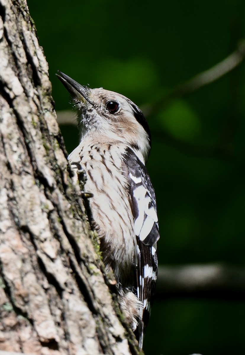 Gray-capped Pygmy Woodpecker - ML617918955