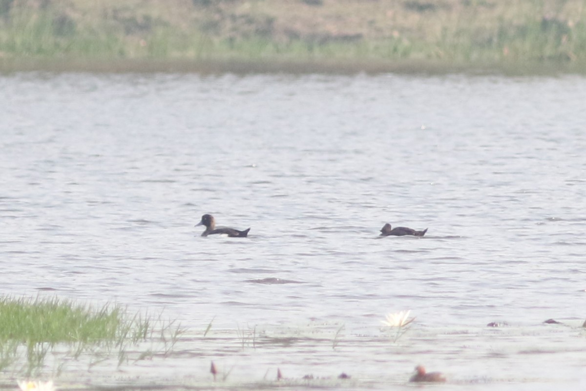 Tufted Duck - ML617919005
