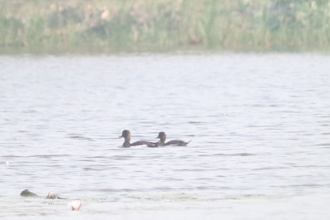 Tufted Duck - ML617919006
