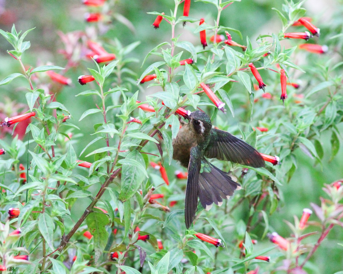 Speckled Hummingbird - ML617919024