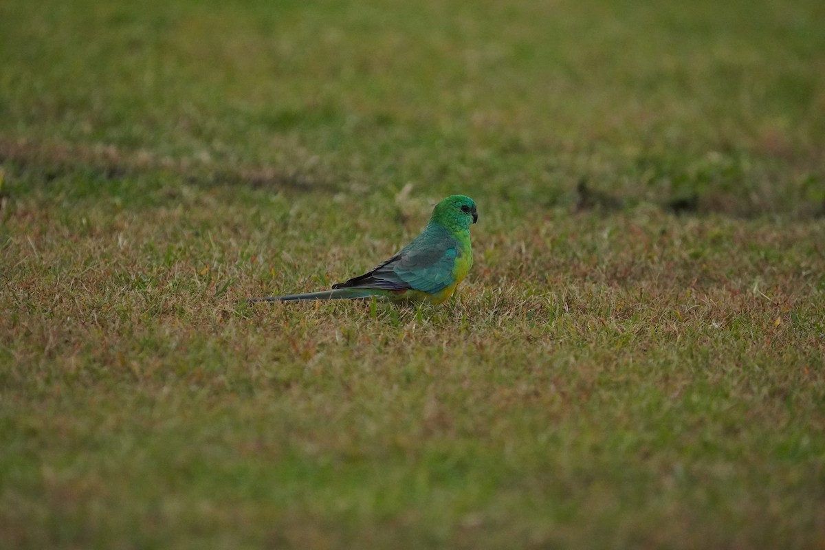 Red-rumped Parrot - ML617919033