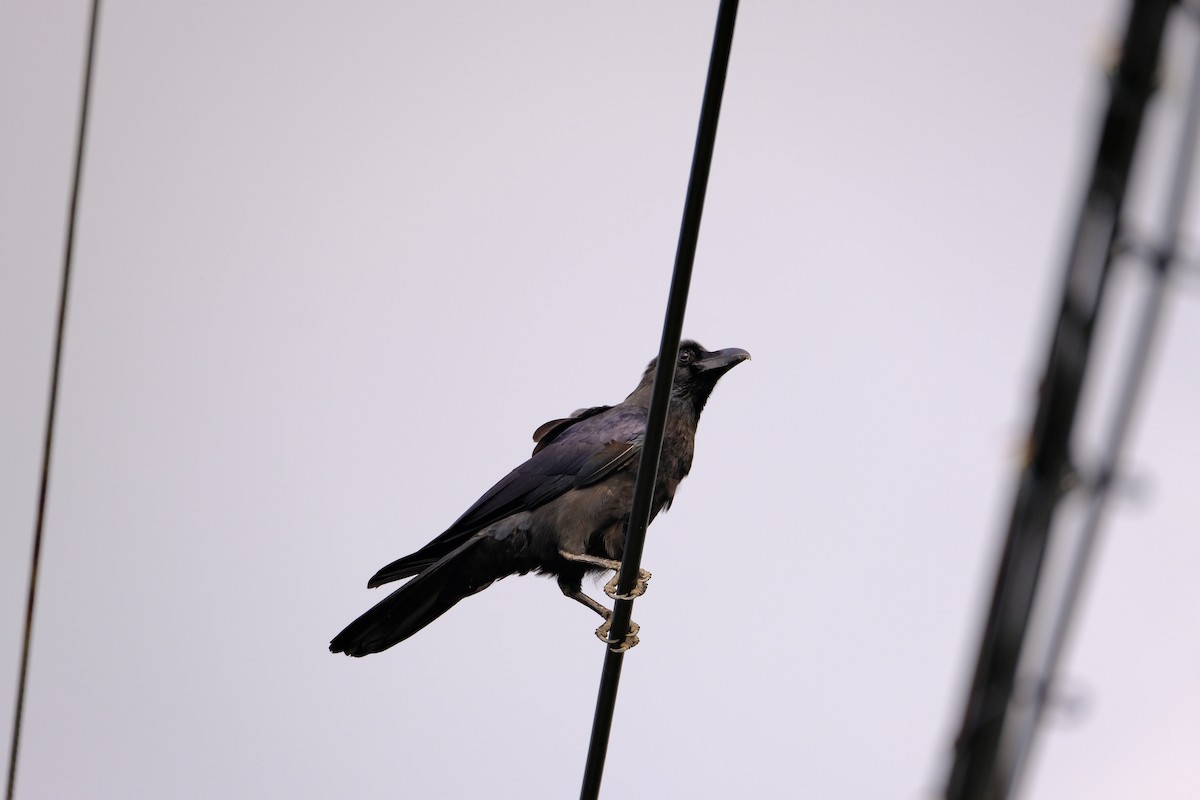 Large-billed Crow - ML617919062