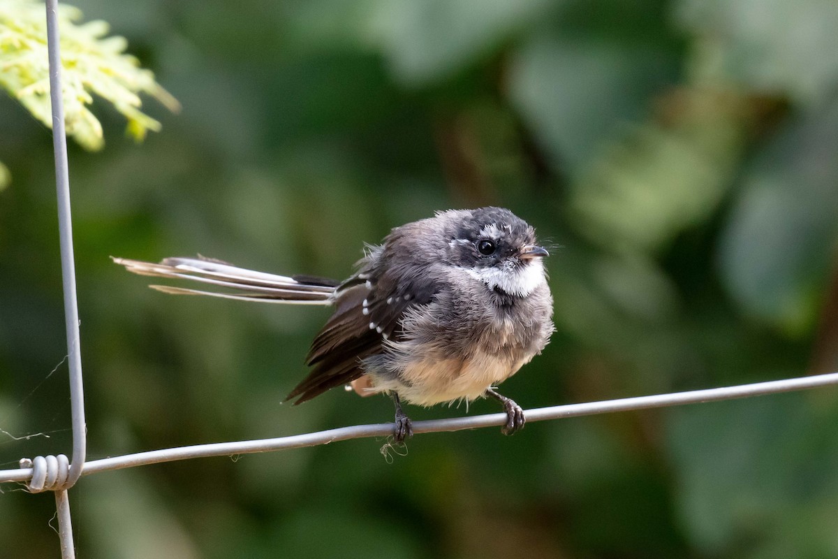 Gray Fantail (albiscapa) - ML617919083