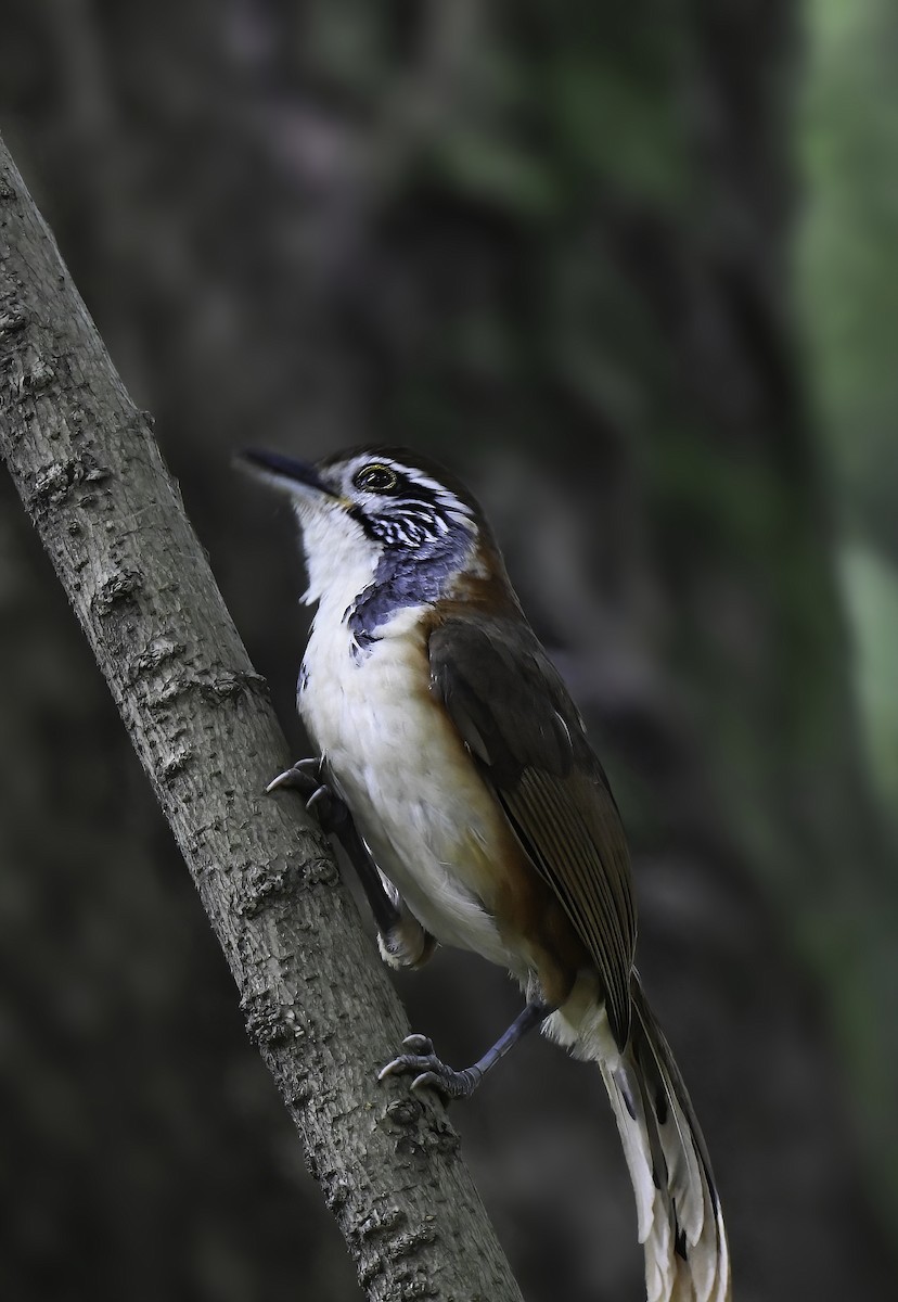 Greater Necklaced Laughingthrush - ML617919085