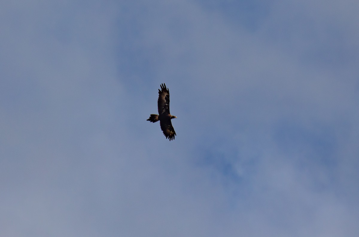 Wedge-tailed Eagle - ML617919088