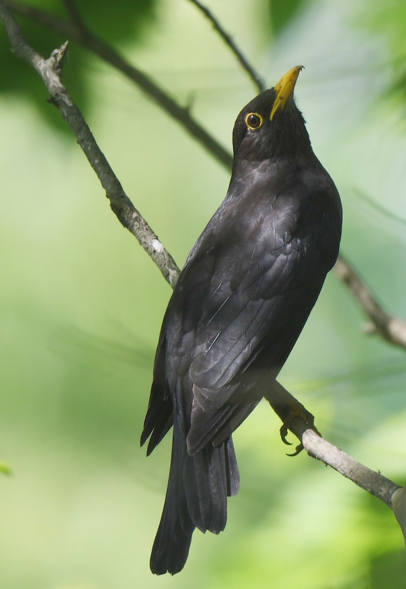 Chinese Blackbird - norman wu