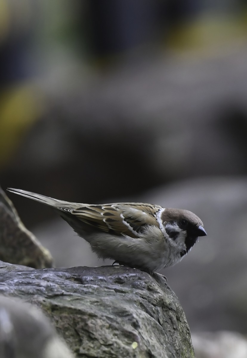 Eurasian Tree Sparrow - ML617919115