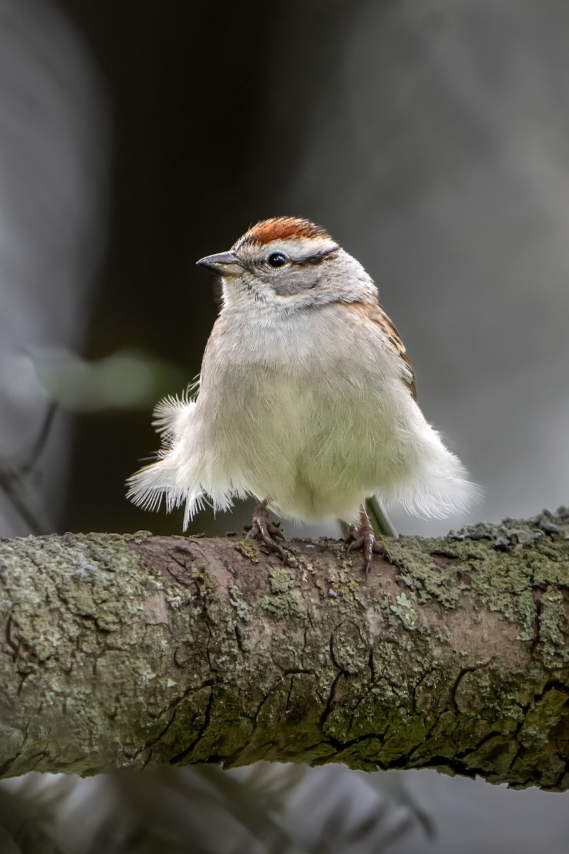 Chipping Sparrow - ML617919161