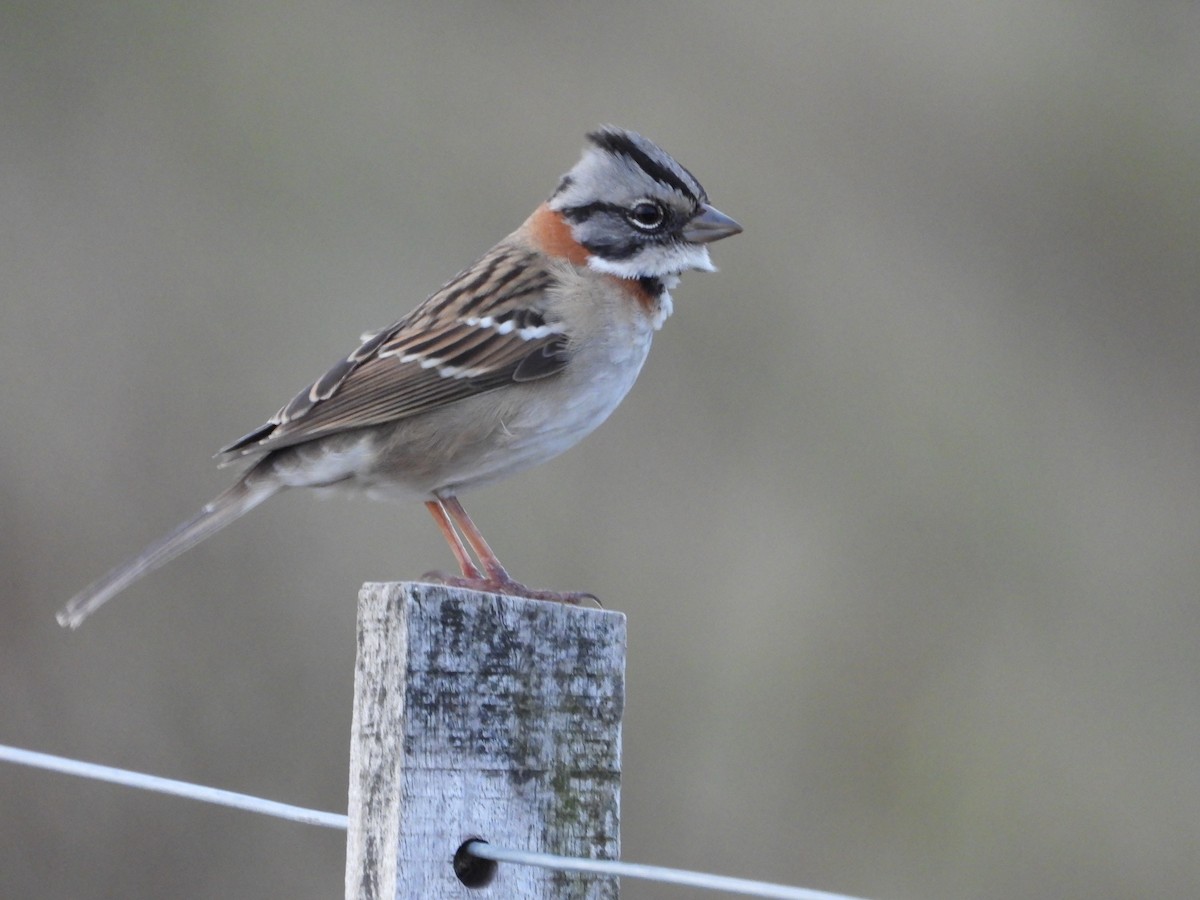 Rufous-collared Sparrow - ML617919171