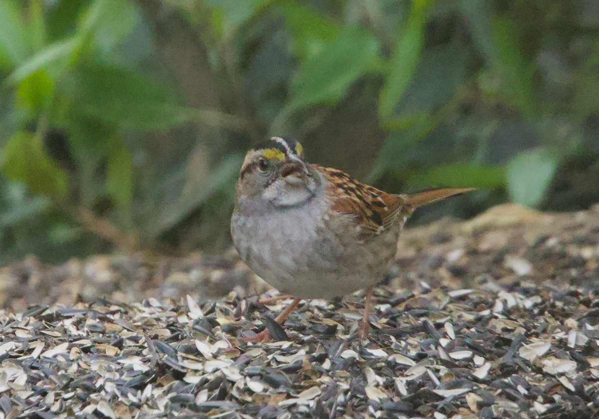 White-throated Sparrow - ML617919186