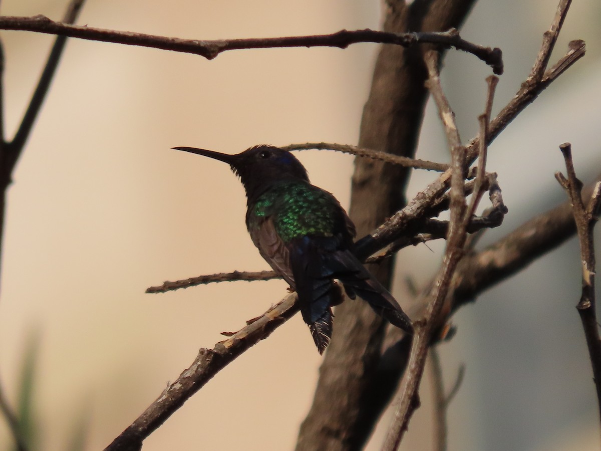 Swallow-tailed Hummingbird - ML617919213