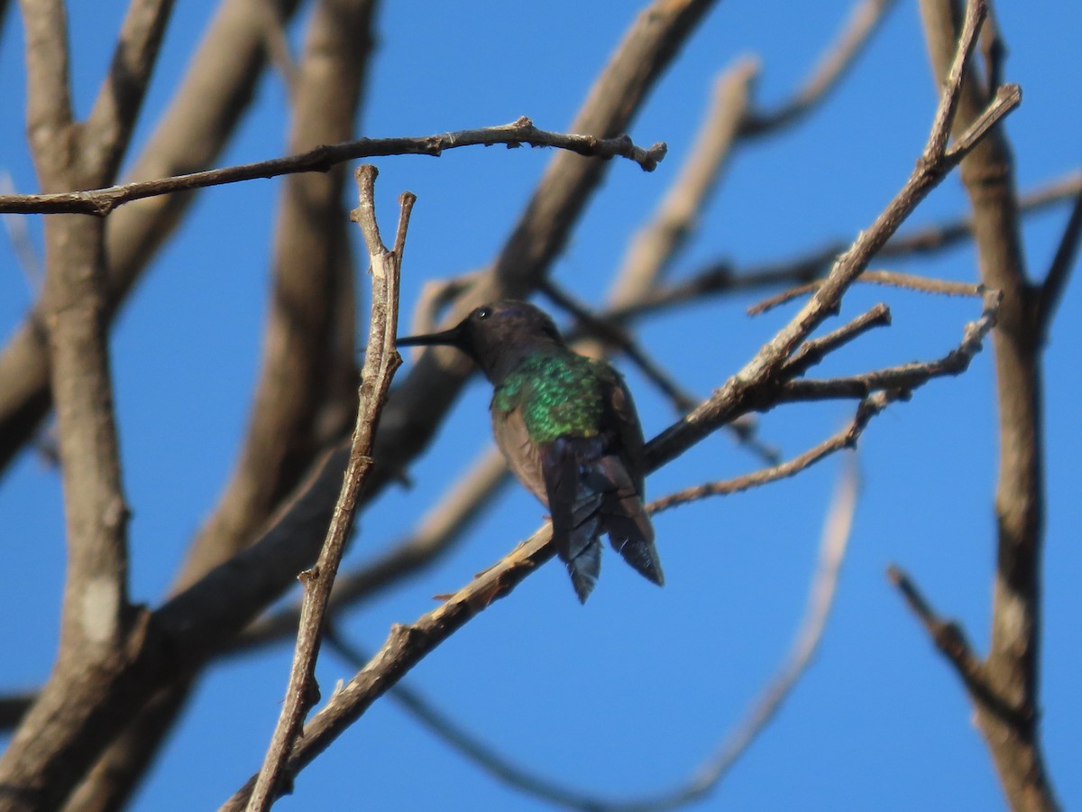 Swallow-tailed Hummingbird - ML617919214