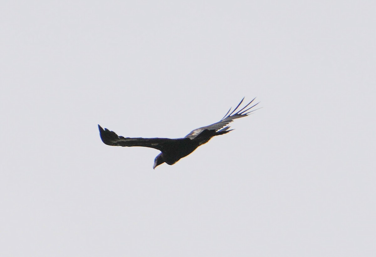 Wedge-tailed Eagle - ML617919220