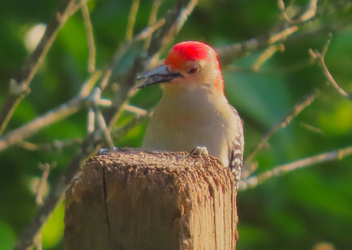 Red-bellied Woodpecker - ML617919250