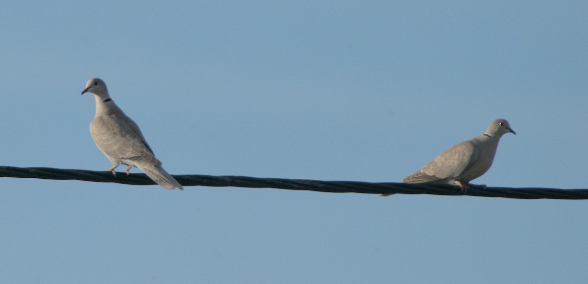 Eurasian Collared-Dove - ML617919260
