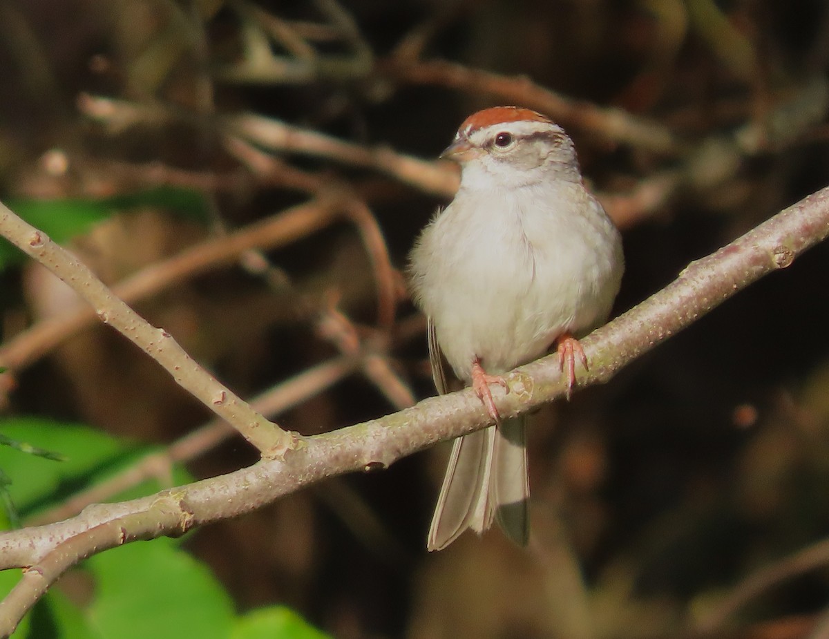 Chipping Sparrow - Jeff Beane