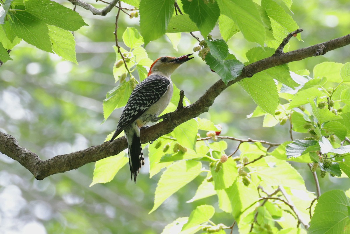 Red-bellied Woodpecker - ML617919340