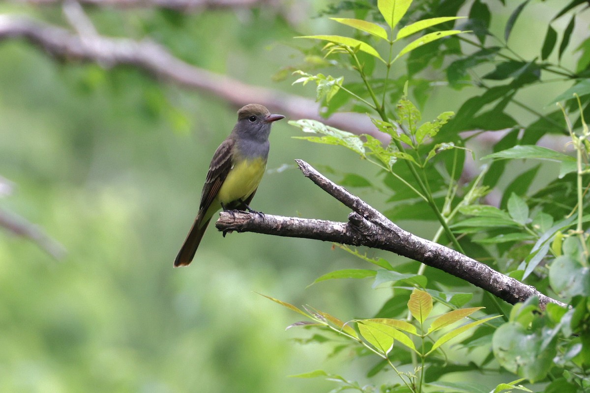 Great Crested Flycatcher - ML617919351