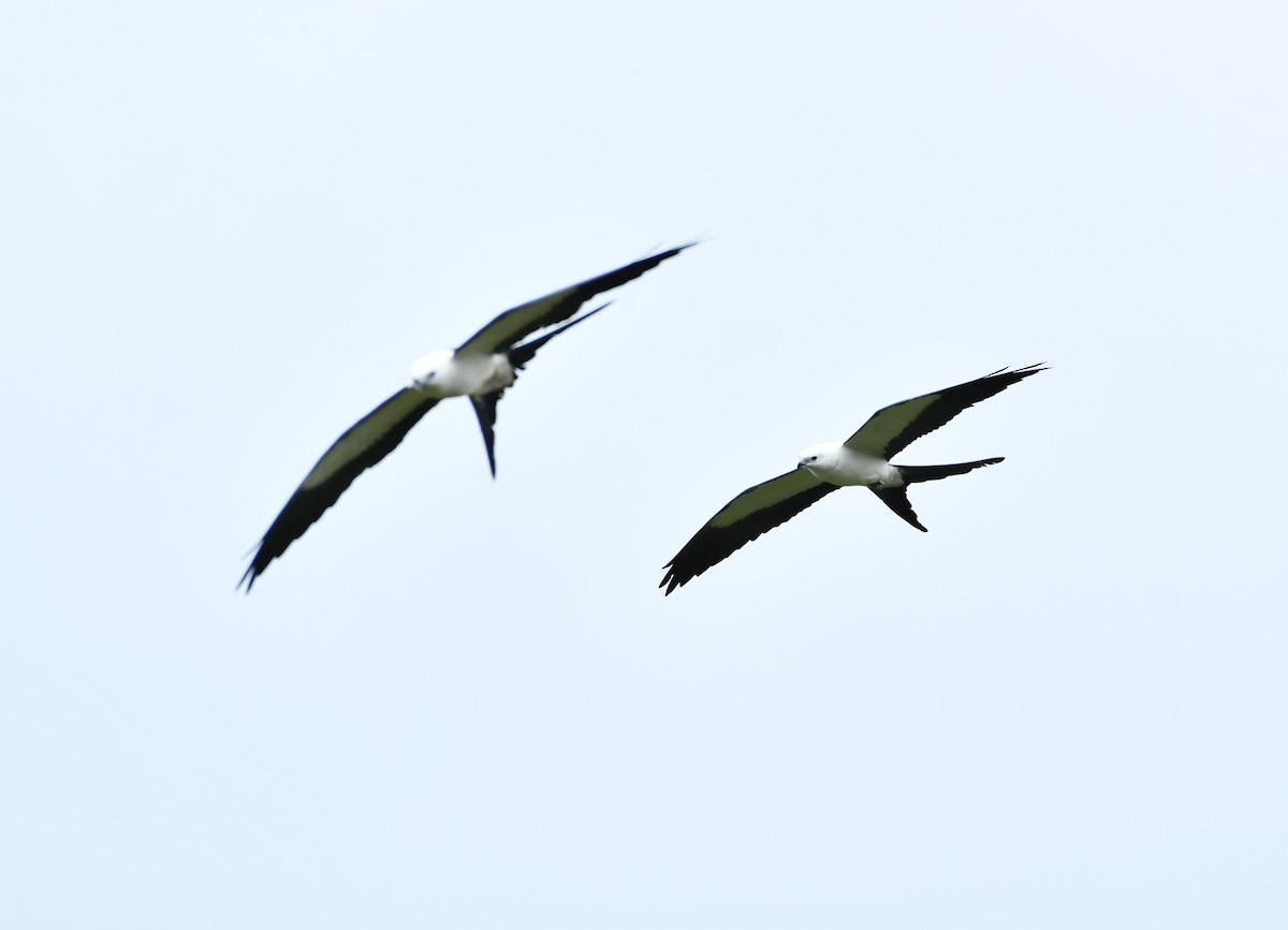 Swallow-tailed Kite - ML617919360