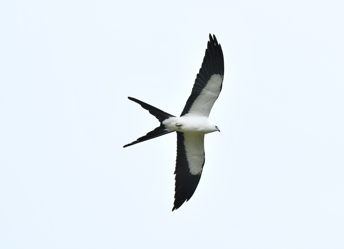 Swallow-tailed Kite - ML617919361