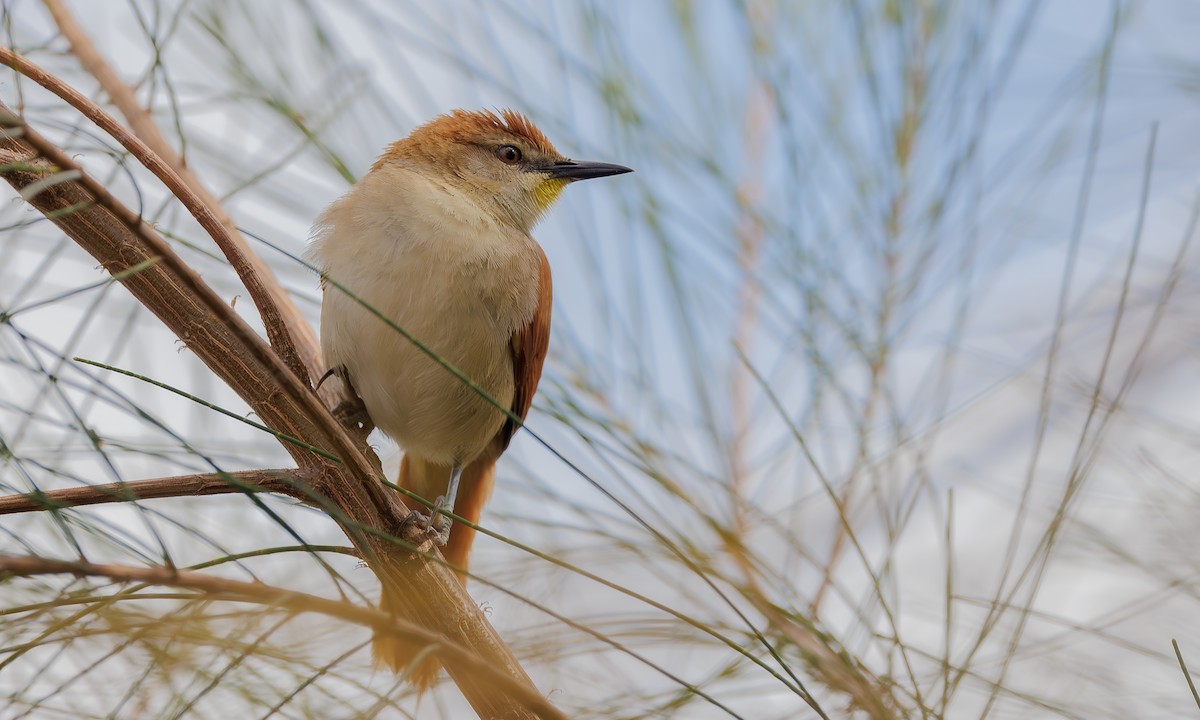 Yellow-chinned Spinetail - ML617919429