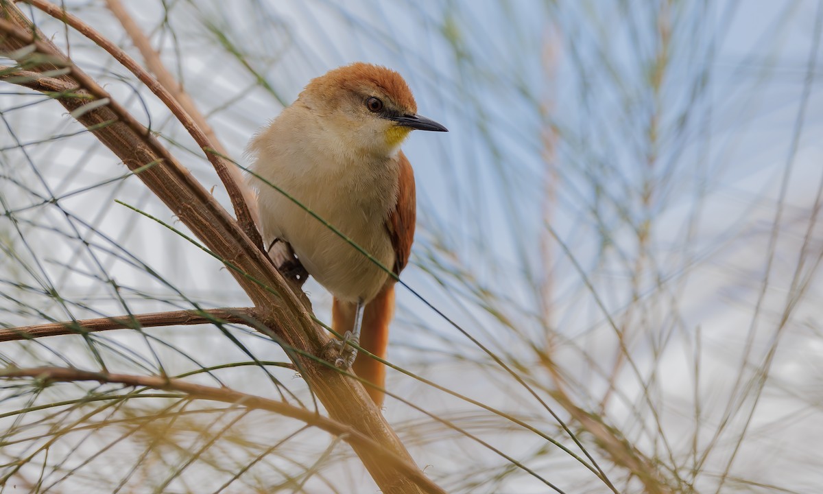 Yellow-chinned Spinetail - ML617919430