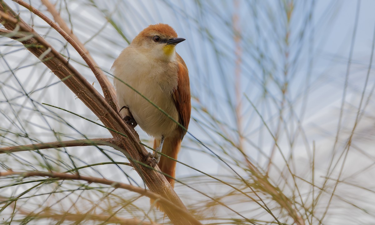 Yellow-chinned Spinetail - ML617919431