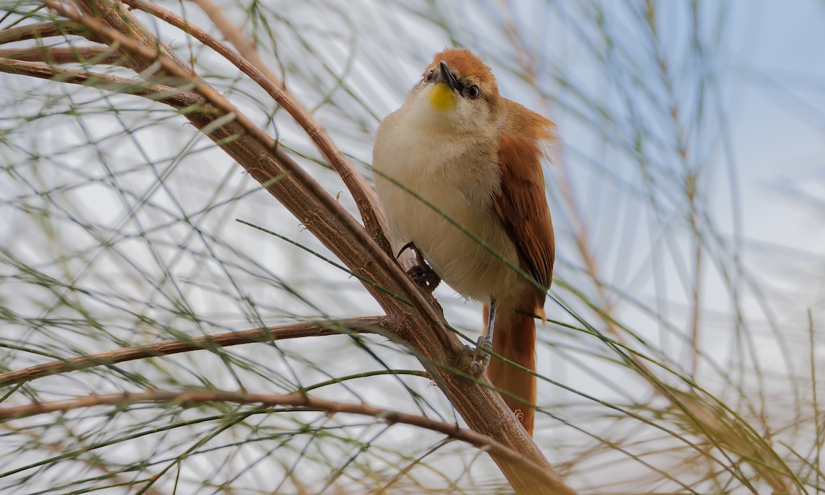 Yellow-chinned Spinetail - ML617919432