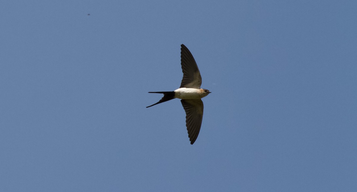 Red-rumped Swallow - ML617919473